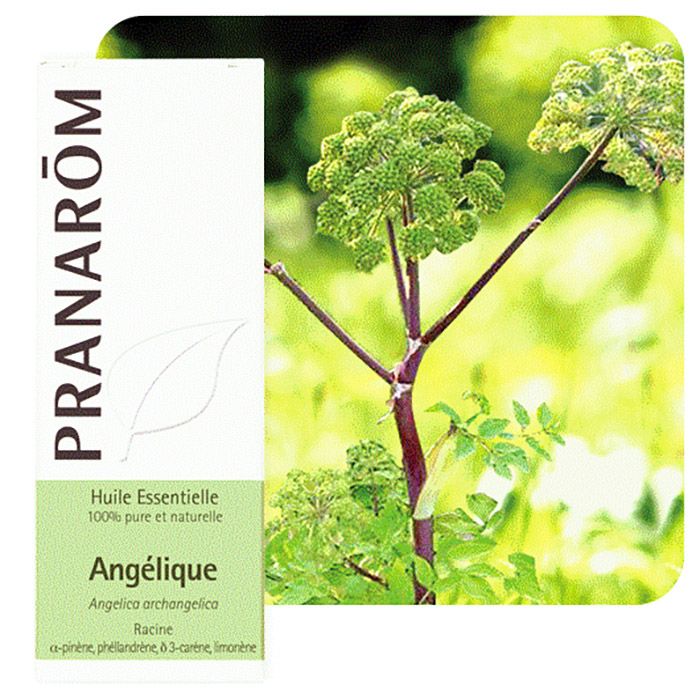 HECT ANGELIQUE RACINE 5ML HECT ANGELIQUE RACINE 5ML