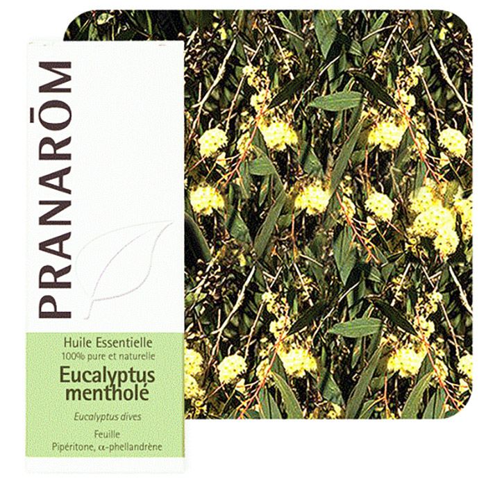 HECT EUCALYPTUS MENTHOLE 10ML HECT EUCALYPTUS MENTHOLE 10ML