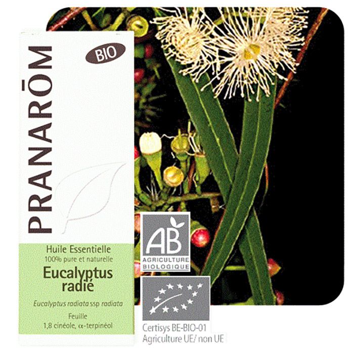 HECT EUCALYPTUS RADIE BIO 10ML HECT EUCALYPTUS RADIE BIO 10ML